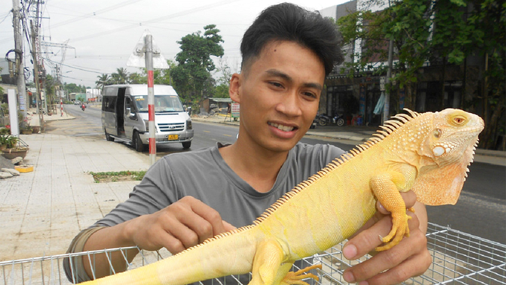 Anh Tuấn với chú rồng Nam Mỹ dòng Albino - Ảnh: TIÊN SA