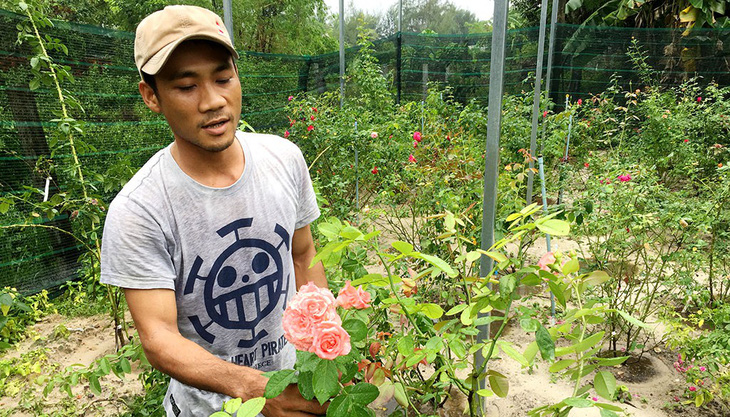 Ông chủ hoa hồng ngoại trên cát bỏng Điện Bàn - Ảnh 1.