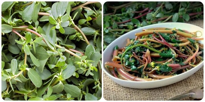 Rau sam tốt cho sức khoẻ nhưng 'đại kỵ' với 5 nhóm người này - Ảnh 1. Rau sam tốt cho sức khoẻ nhưng 'đại kỵ' với 5 nhóm người này - Ảnh 1.