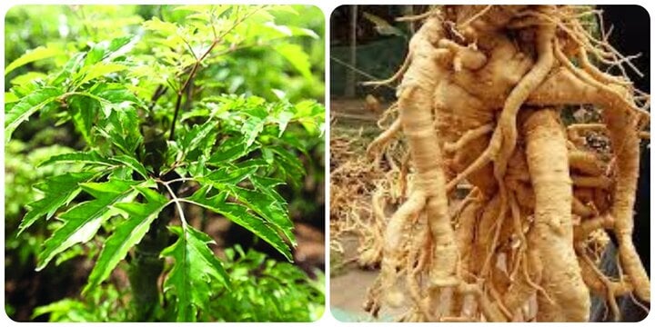 Tác dụng của rễ đinh lăng và những điều cần thận trọng khi dùng- Ảnh 1. Tác dụng của rễ đinh lăng và những điều cần thận trọng khi dùng- Ảnh 1.