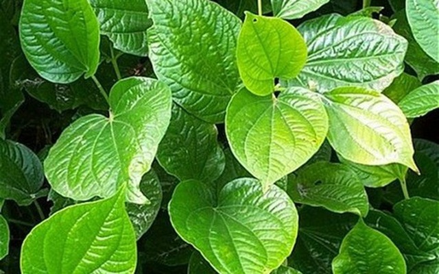 photo-0-1508659514640 Lá lốt