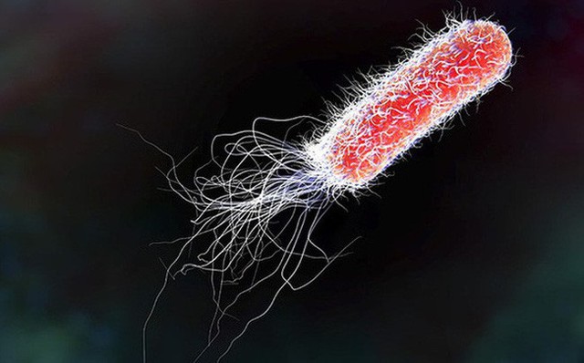Vi khuẩn E. coli và những điều bạn cần biết để phòng tránh ngộ độc thực phẩm - Ảnh 1. Vi khuẩn E. coli và những điều bạn cần biết để phòng tránh ngộ độc thực phẩm - Ảnh 1.