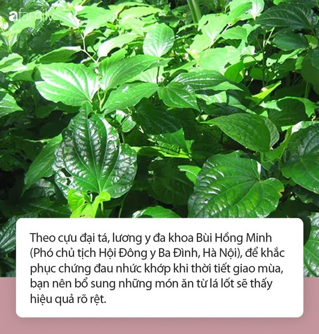 Nhiều người đun nước lá lốt ngâm chân mỗi tối để đau nhức xương khớp: Chuyên gia hé lộ thêm nhiều điều bất ngờ hơn từ lá lốt - Ảnh 1. Nhiều người đun nước lá lốt ngâm chân mỗi tối để đau nhức xương khớp: Chuyên gia hé lộ thêm nhiều điều bất ngờ hơn từ lá lốt - Ảnh 1.