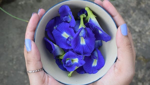 3 mối nguy hiểm khi dùng trà hoa đậu biếc sai cách có thể khiến chúng mất dinh dưỡng, thậm chí rước họa vào thân - Ảnh 1. 3 mối nguy hiểm khi dùng trà hoa đậu biếc sai cách có thể khiến chúng mất dinh dưỡng, thậm chí rước họa vào thân - Ảnh 1.