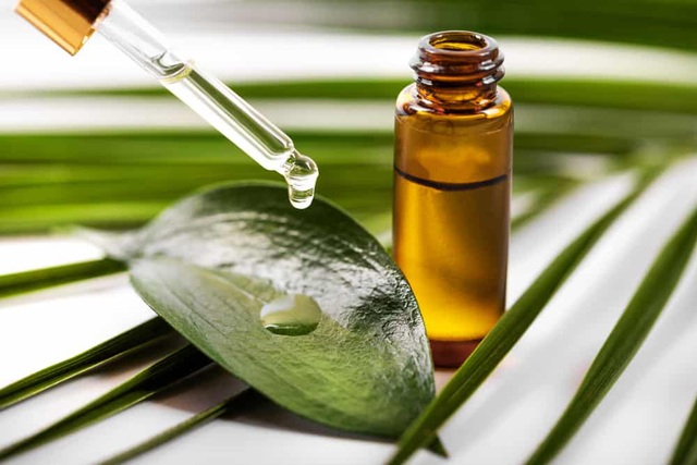 Công dụng thần kỳ của dầu tràm không phải ai cũng biết - Ảnh 1. Công dụng thần kỳ của dầu tràm không phải ai cũng biết - Ảnh 1.