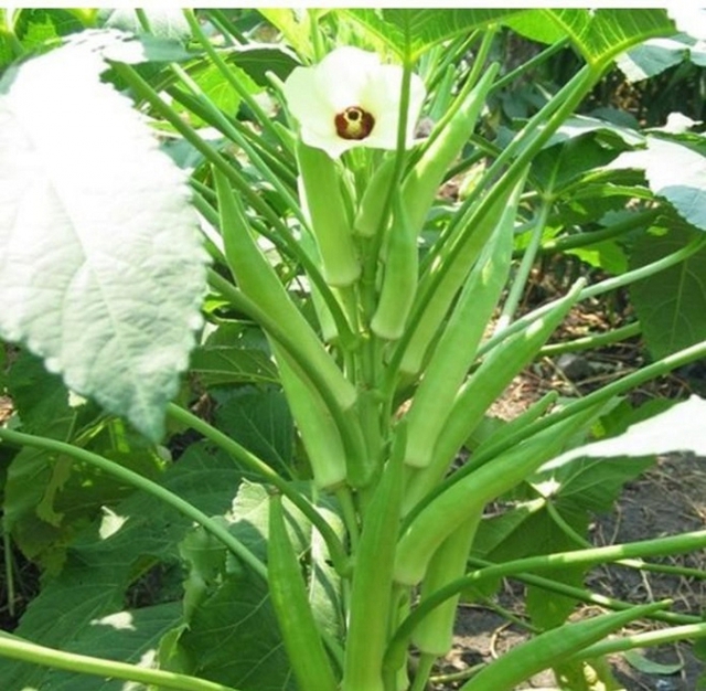 Đậu bắp và bí quyết trị bách bệnh mà nhiều người chưa biết tới - Ảnh 1. Đậu bắp và bí quyết trị bách bệnh mà nhiều người chưa biết tới - Ảnh 1.