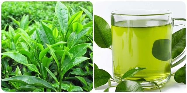 Uống trà xanh tươi mỗi ngày có tốt không? - Ảnh 1. Uống trà xanh tươi mỗi ngày có tốt không? - Ảnh 1.
