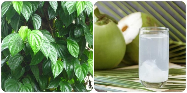 Uống nước dừa với lá trầu không có tác dụng gì? - Ảnh 1. Uống nước dừa với lá trầu không có tác dụng gì? - Ảnh 1.