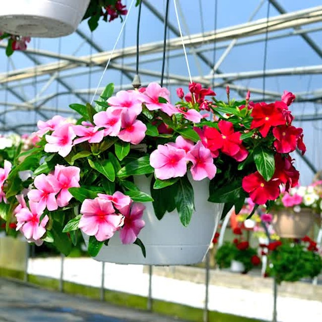 5 loại cây nở hoa quanh năm mang ý nghĩa may mắn, hút tiền tài cho gia chủ - Ảnh 1. 5 loại cây nở hoa quanh năm mang ý nghĩa may mắn, hút tiền tài cho gia chủ - Ảnh 1.