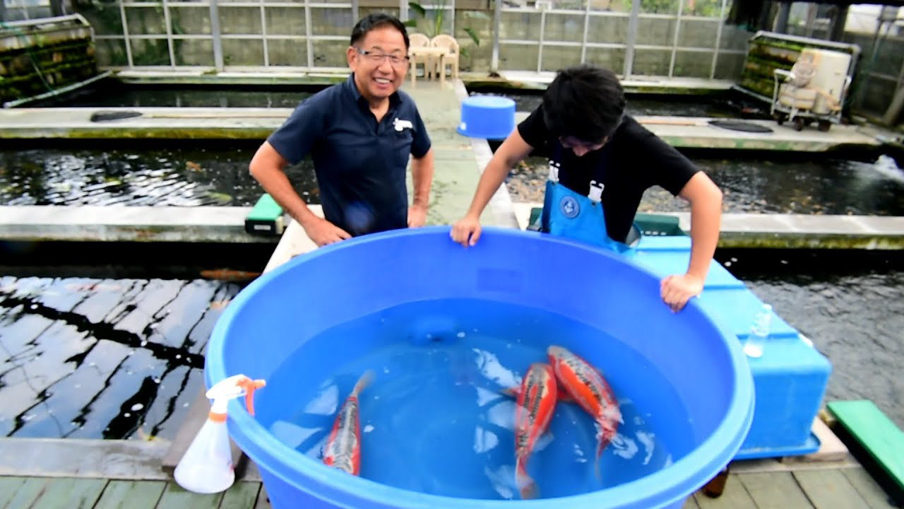 Cá koi - biểu tượng văn hóa bạc tỷ của Nhật Bản - Ảnh 1. Cá koi - biểu tượng văn hóa bạc tỷ của Nhật Bản - Ảnh 1.