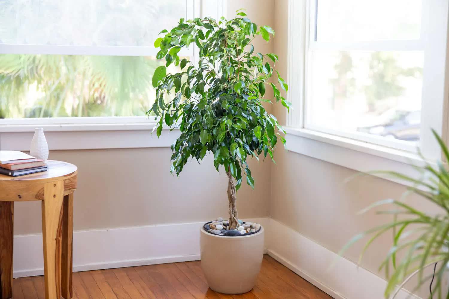 5 loại cây xanh nên trồng trong nhà nếu muốn có không gian mát mẻ giữa những ngày hè - Ảnh 1. 5 loại cây xanh nên trồng trong nhà nếu muốn có không gian mát mẻ giữa những ngày hè - Ảnh 1.