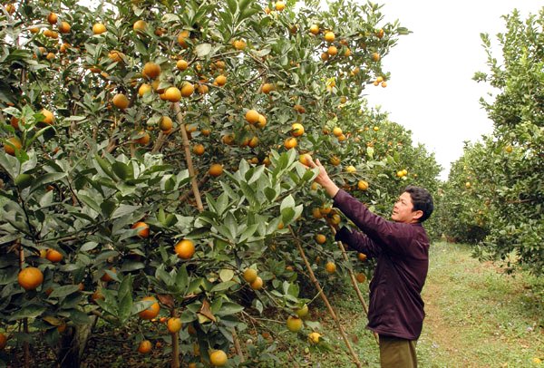 cam-tau-gan-mac-cao-phong Cam Cao Phong đặc sản của Hòa Bình đã hết mùa từ tháng 4
