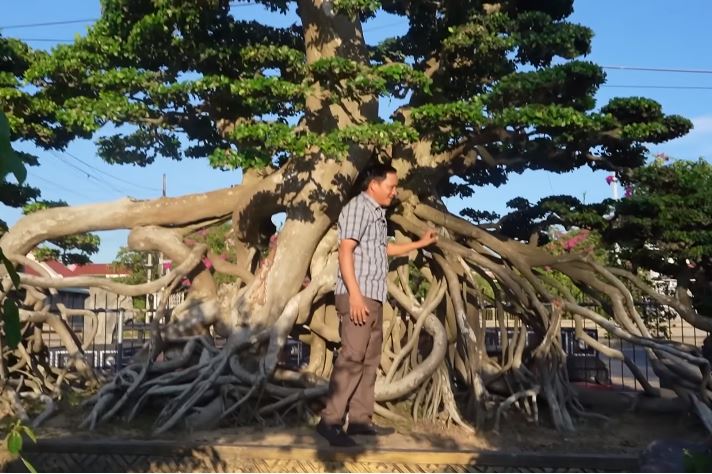 Cây duối đại cổ nghìn năm tuổi, đại gia bỏ 18 tỷ xin mua mà chủ nhân chưa ưng bán - Ảnh 1. Cây duối đại cổ nghìn năm tuổi, đại gia bỏ 18 tỷ xin mua mà chủ nhân chưa ưng bán - Ảnh 1.