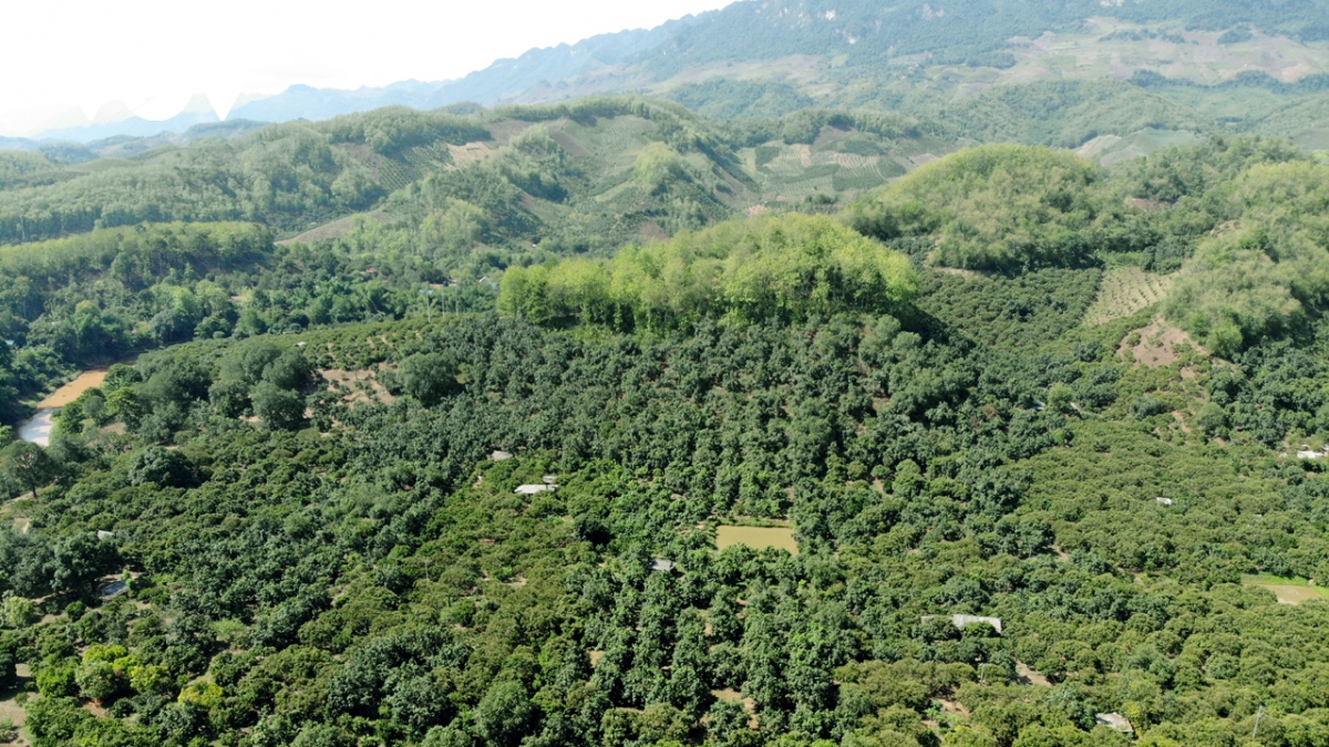 Sàn giao dịch tín chỉ carbon Việt Nam sẽ vận hành vào năm 2028 - Ảnh 1. Sàn giao dịch tín chỉ carbon Việt Nam sẽ vận hành vào năm 2028 - Ảnh 1.
