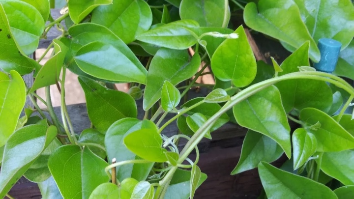 Loại lá được gọi là sâm, giúp giải độc, mát gan chống lão hoá diệu kỳ - Ảnh 1. Loại lá được gọi là sâm, giúp giải độc, mát gan chống lão hoá diệu kỳ - Ảnh 1.