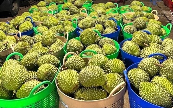 Vì sao giá sầu riêng giảm sâu?- Ảnh 1. Vì sao giá sầu riêng giảm sâu?- Ảnh 1.