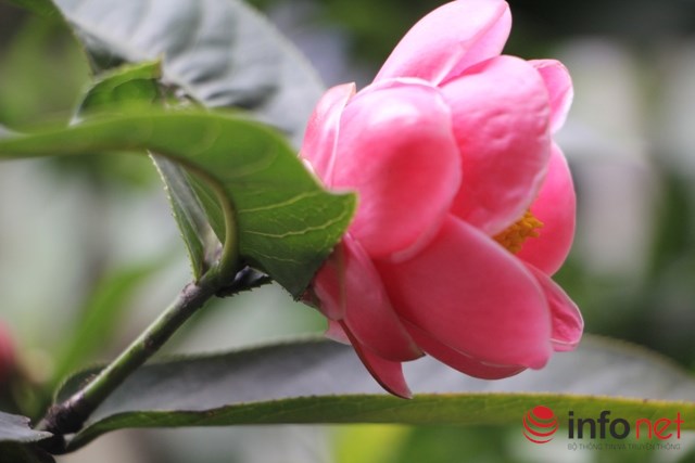 hoa-hai-duong-va-y-nghia-phu-quy-day-nha hoa hai duong va y nghia phu quy day nha