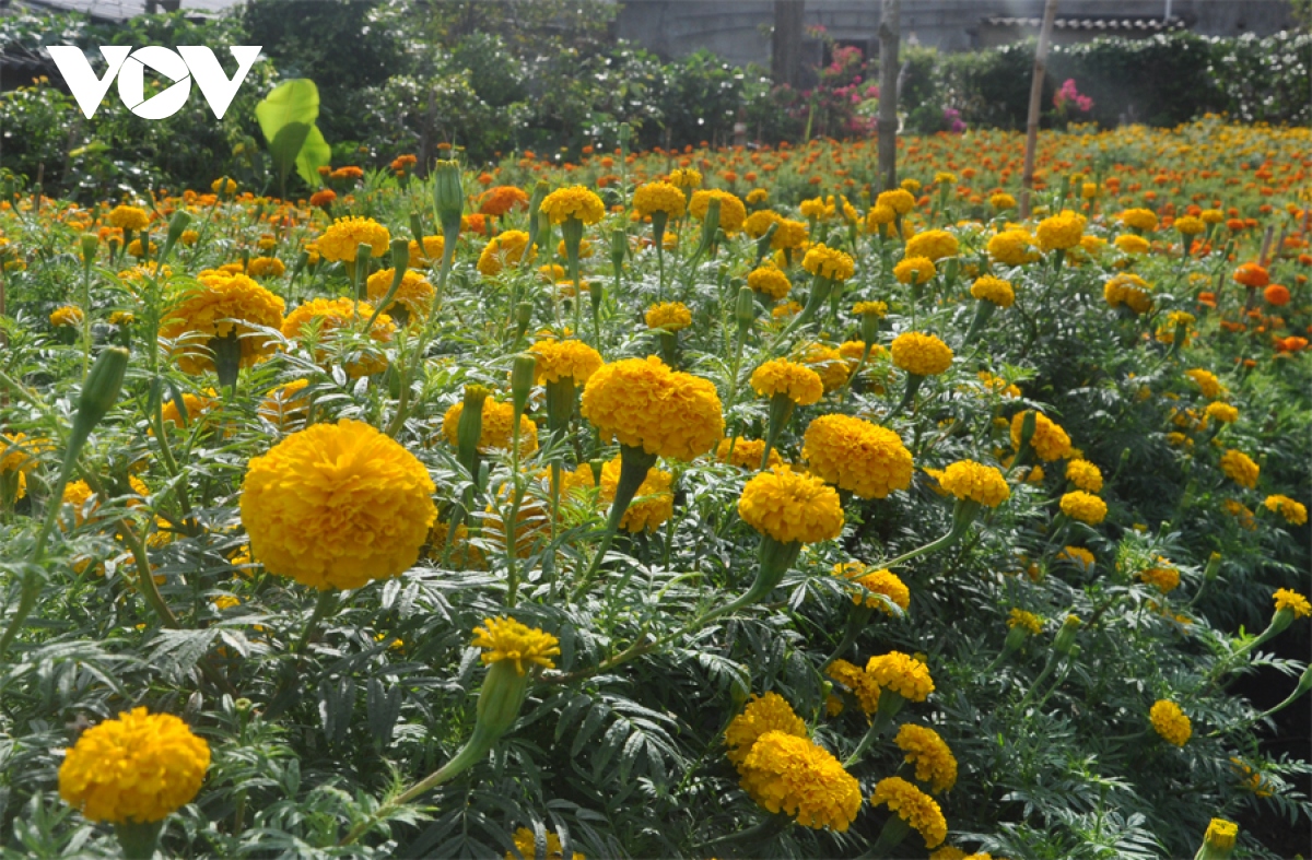 Phát triển Lý Sơn thành trung tâm du lịch biển đảo của quốc gia - Ảnh 1. Phát triển Lý Sơn thành trung tâm du lịch biển đảo của quốc gia - Ảnh 1.