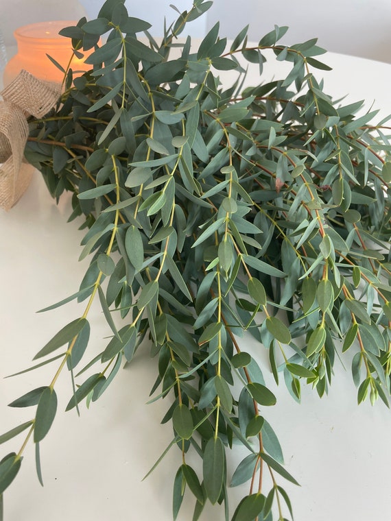 Điểm danh 10 công dụng của lá bạch đàn đối với sức khỏe, đặc biệt là mùa lạnh- Ảnh 1. Điểm danh 10 công dụng của lá bạch đàn đối với sức khỏe, đặc biệt là mùa lạnh- Ảnh 1.