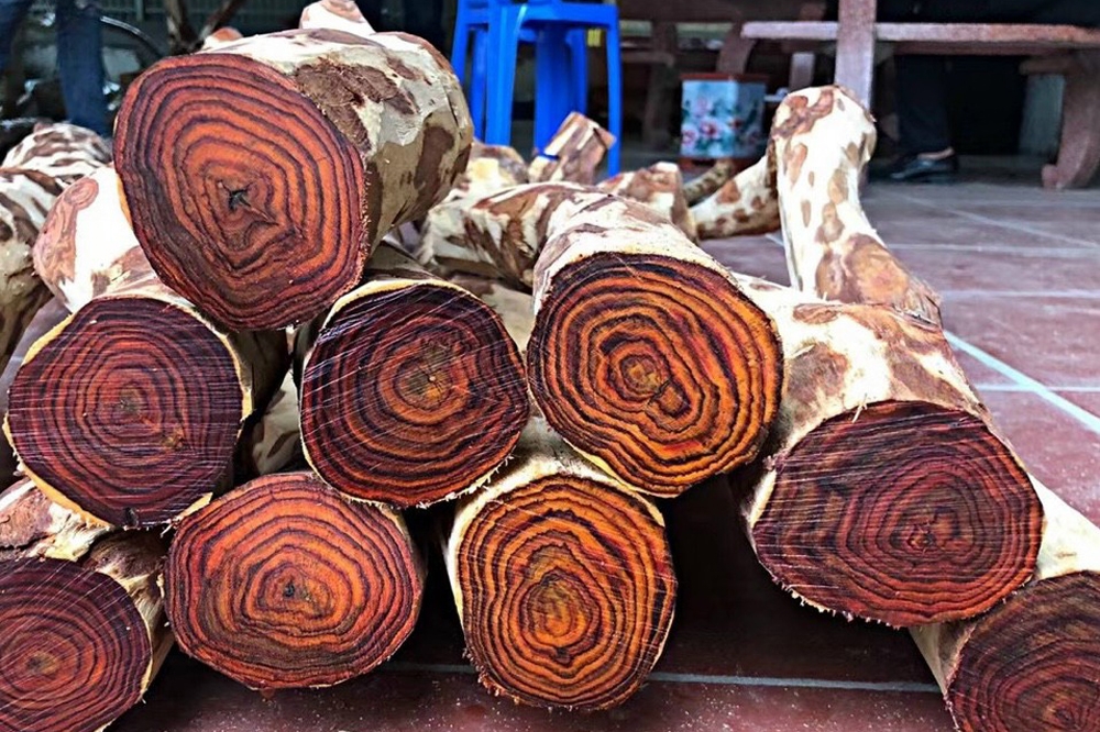 Loại gỗ được mệnh danh là Loại gỗ được mệnh danh là