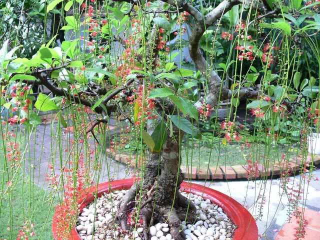 nhung-cay-canh-phai-trong-trong-nha-de-tien-vao-nhu-nuoc Cây lộc vừng mang lại may mắn và tài lộc