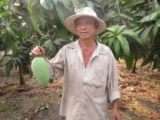 photo-0-1495015695976 Ông Phạm Minh Tâm giới thiệu cây xoài Đài Loan