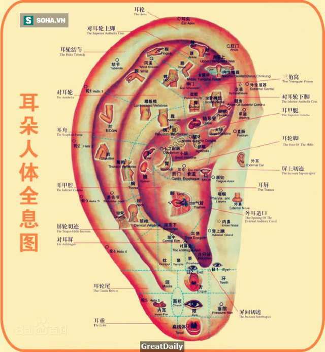 Xoa vuốt tai trong 10 phút: Tác dụng kỳ diệu từ đầu đến chân, thông máu, sạch nội tạng - Ảnh 1. Xoa vuốt tai trong 10 phút: Tác dụng kỳ diệu từ đầu đến chân, thông máu, sạch nội tạng - Ảnh 1.