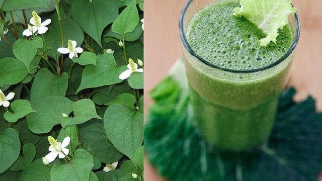 Vừa ngửi đã muốn “ói”, lá diếp cá lại có tác dụng bất ngờ với sức khỏe - Ảnh 1. Vừa ngửi đã muốn “ói”, lá diếp cá lại có tác dụng bất ngờ với sức khỏe - Ảnh 1.