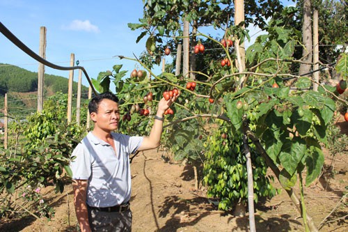 Cà chua thân gỗ: Ế hay không đủ cung? - Ảnh 1. Cà chua thân gỗ: Ế hay không đủ cung? - Ảnh 1.