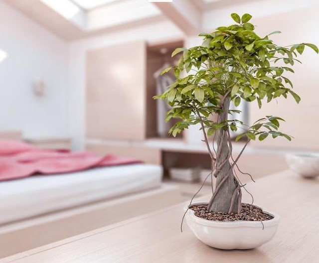 8 lỗi phong thủy nếu loại bỏ được gia chủ sẽ đổi vận, mọi sự hanh thông, tiền tài rủng rỉnh - Ảnh 1. 8 lỗi phong thủy nếu loại bỏ được gia chủ sẽ đổi vận, mọi sự hanh thông, tiền tài rủng rỉnh - Ảnh 1.