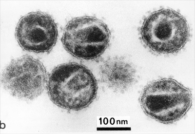 Những sự thật ít người biết về virus: Chúng đến từ đâu, lây lan và gây bệnh như thế nào? - Ảnh 1. Những sự thật ít người biết về virus: Chúng đến từ đâu, lây lan và gây bệnh như thế nào? - Ảnh 1.