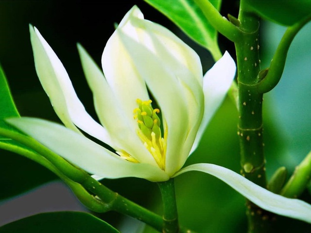 Trồng một cây hoa ngọc lan: Thơm - ngon - đẹp - Thật xứng danh là một kho báu trong vườn - Ảnh 1. Trồng một cây hoa ngọc lan: Thơm - ngon - đẹp - Thật xứng danh là một kho báu trong vườn - Ảnh 1.