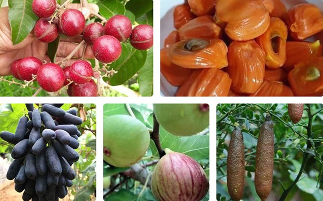 Những giống cây ăn quả siêu năng suất khiến nông dân “phát sốt“ - Ảnh 1. Những giống cây ăn quả siêu năng suất khiến nông dân “phát sốt“ - Ảnh 1.