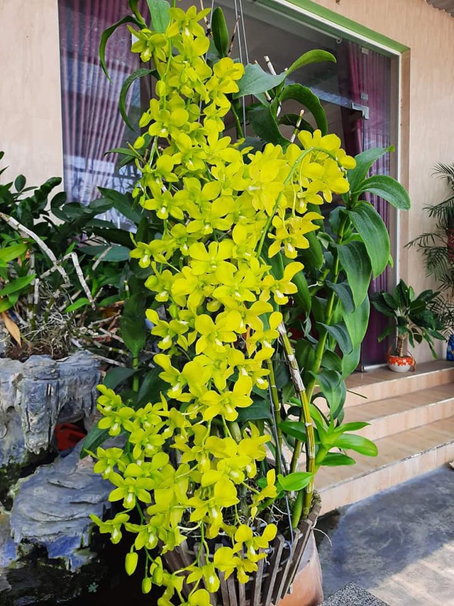 Hoa Lan dendro đã giúp Mê Lan tạo nên thương hiệu được yêu mến - Ảnh 1. Hoa Lan dendro đã giúp Mê Lan tạo nên thương hiệu được yêu mến - Ảnh 1.