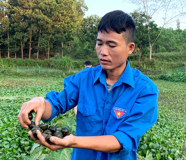Giàu lên từ nuôi ốc nhồi - Ảnh 1. Giàu lên từ nuôi ốc nhồi - Ảnh 1.