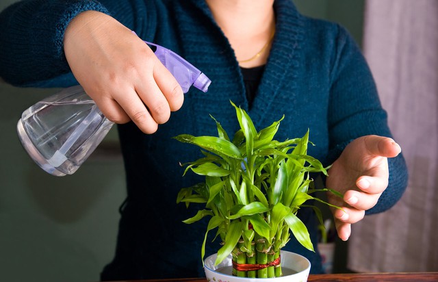 Cách chăm sóc cây phát lộc tốt tươi mang may mắn vào nhà của bạn - Ảnh 1. Cách chăm sóc cây phát lộc tốt tươi mang may mắn vào nhà của bạn - Ảnh 1.