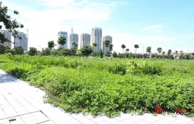 Mua vàng thì lỗ, mua thổ thì lời’, tôi chưa thấy ai mua đất mà lỗ - Ảnh 1. Mua vàng thì lỗ, mua thổ thì lời’, tôi chưa thấy ai mua đất mà lỗ - Ảnh 1.