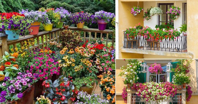 5 loại hoa “không sợ nắng” đặc biệt thích hợp trồng ngoài ban công hay sân thượng - Ảnh 1. 5 loại hoa “không sợ nắng” đặc biệt thích hợp trồng ngoài ban công hay sân thượng - Ảnh 1.