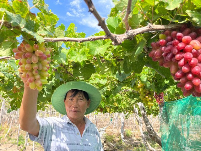 Độc đáo những vườn nho ba màu ở Ninh Thuận - Ảnh 1. Độc đáo những vườn nho ba màu ở Ninh Thuận - Ảnh 1.