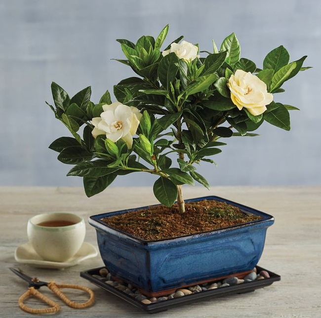 5 loại cây cảnh giúp khử mùi hiệu quả nên chưng trong không gian gia đình - Ảnh 1. 5 loại cây cảnh giúp khử mùi hiệu quả nên chưng trong không gian gia đình - Ảnh 1.