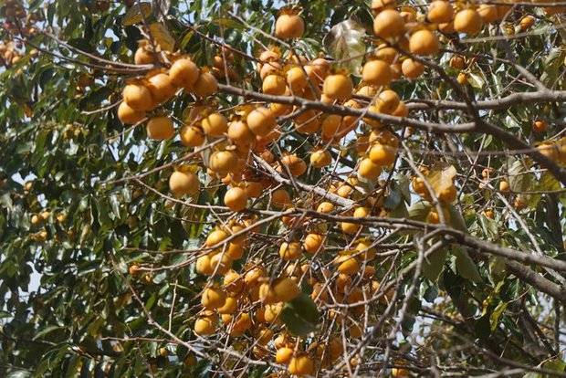 Vườn hồng trăm tuổi trĩu quả ở Nghệ An thu hút giới trẻ - Ảnh 1. Vườn hồng trăm tuổi trĩu quả ở Nghệ An thu hút giới trẻ - Ảnh 1.