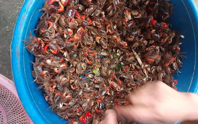 Loại đặc sản của Quảng Ninh giá 160 nghìn/kg, có phần chân đỏ rực bắt mắt - Ảnh 1. Loại đặc sản của Quảng Ninh giá 160 nghìn/kg, có phần chân đỏ rực bắt mắt - Ảnh 1.