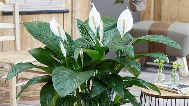 Những loại cây phong thủy mang lại tài lộc cho năm Quý Mão với giá chỉ từ vài chục nghìn/cây - Ảnh 1. Những loại cây phong thủy mang lại tài lộc cho năm Quý Mão với giá chỉ từ vài chục nghìn/cây - Ảnh 1.