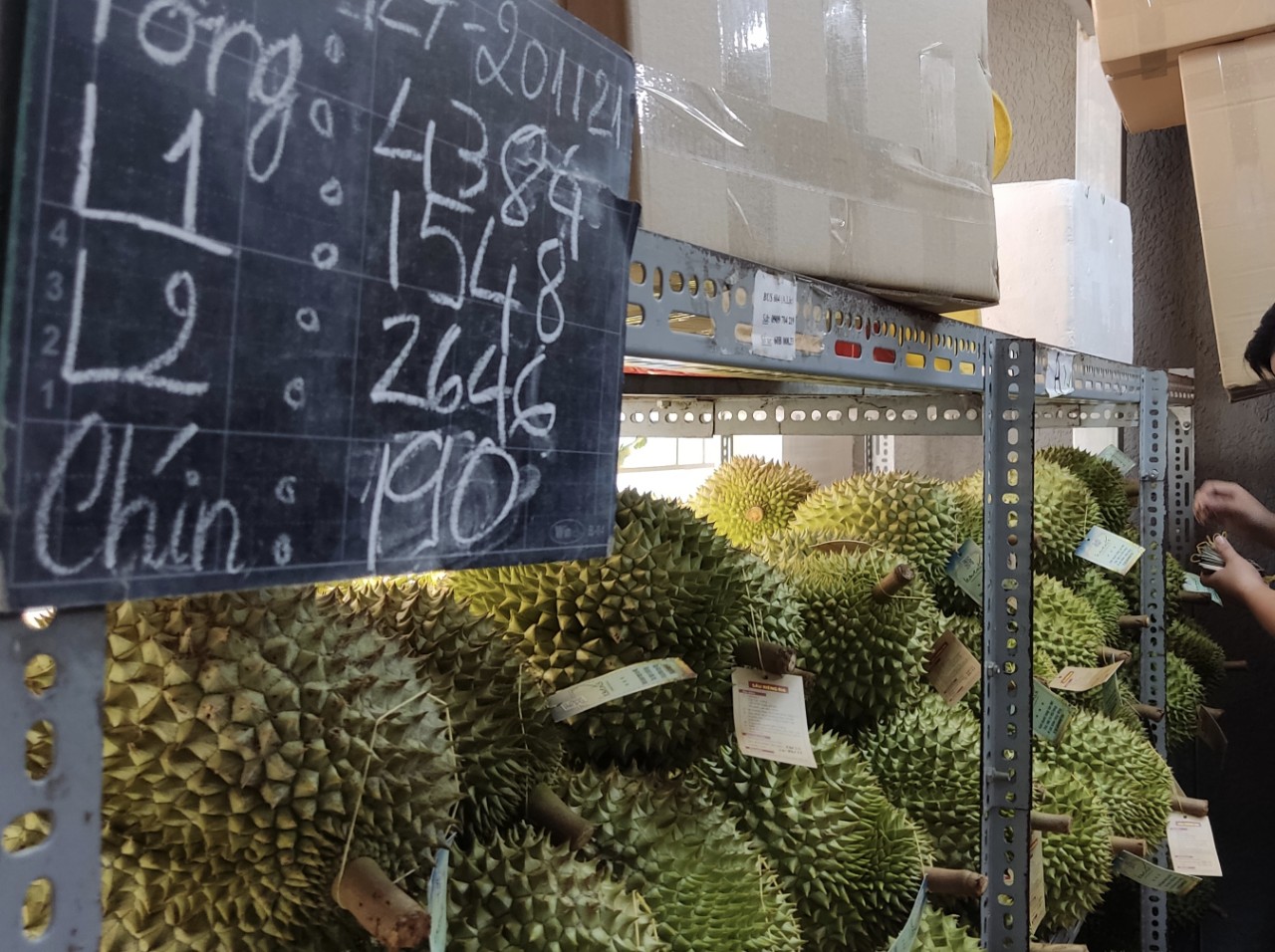 Sầu riêng chín cây và những sự thật bất ngờ- Ảnh 1. Sầu riêng chín cây và những sự thật bất ngờ- Ảnh 1.