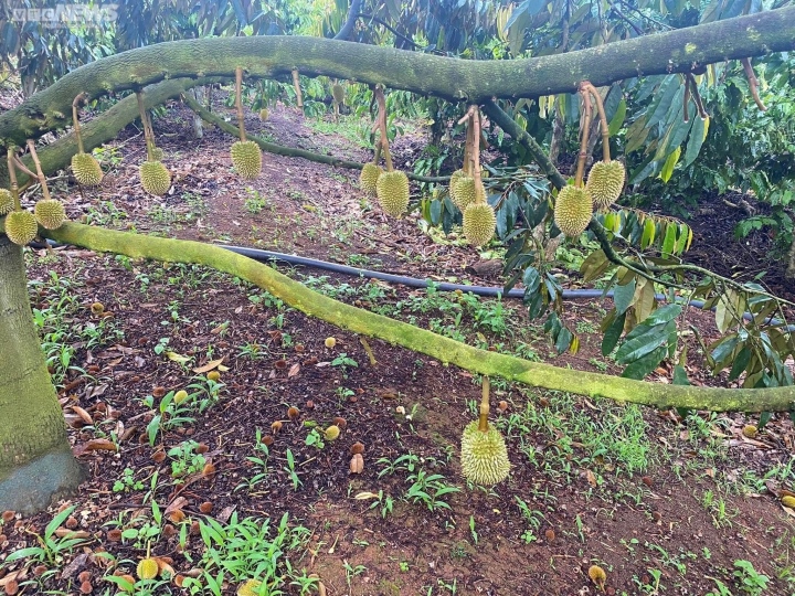 Sầu riêng non rụng la liệt, nông dân Gia Lai lo trắng tay - Ảnh 1. Sầu riêng non rụng la liệt, nông dân Gia Lai lo trắng tay - Ảnh 1.