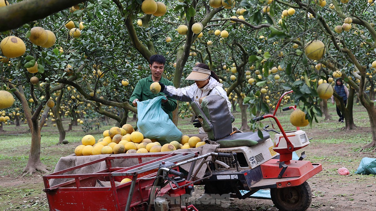 Tất bật thu hoạch giống bưởi đặc sản Thủ đô phục vụ Tết Nguyên đán - Ảnh 1. Tất bật thu hoạch giống bưởi đặc sản Thủ đô phục vụ Tết Nguyên đán - Ảnh 1.