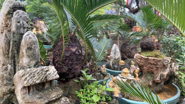 Có nên trồng cây vạn tuế trước nhà? - Ảnh 1. Có nên trồng cây vạn tuế trước nhà? - Ảnh 1.